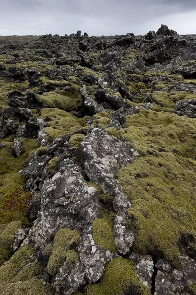 Moss Roca Alargada Niphotrichum Elongatum Creciendo Campo Lava Reykjanesskagi Península —  Fotos de Stock