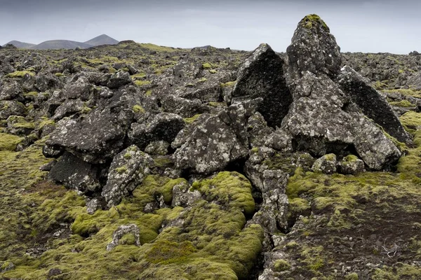 Moss Roca Alargada Niphotrichum Elongatum Creciendo Campo Lava Reykjanesskagi Península — Foto de Stock