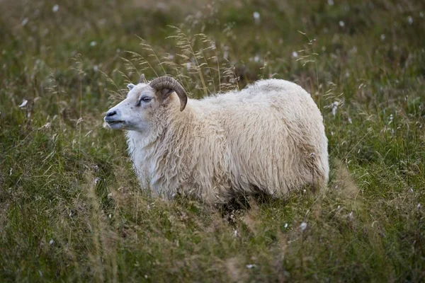 Moutons Reykjanesskagi Péninsule Sud Reykjanes Islande Europe — Photo