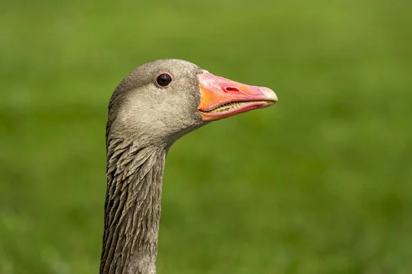 Graugans Anser Anser Bayern Deutschland Europa — Stockfoto