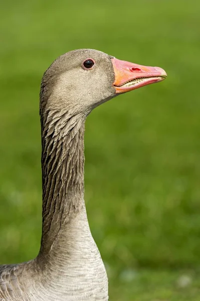 Greylag Goose Anser Anser Baviera Alemanha Europa — Fotografia de Stock