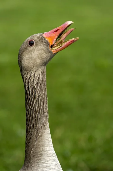 Greylag Goose Anser Anser Siseo Amenazante Baviera Alemania Europa —  Fotos de Stock