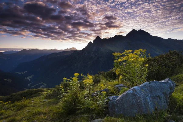 Sunrise Wood Ragwort Senecio Ovatus Önde Gargellen Montafon Vorarlberg Avusturya — Stok fotoğraf