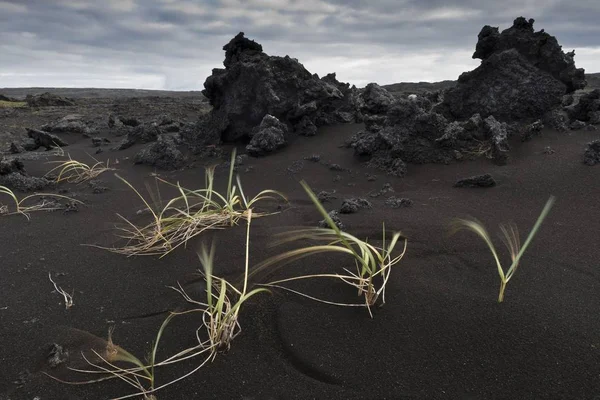 Травы Выдуваемые Ветром Черный Песок Сложенная Лава Рейкьянескаги Южный Полуостров — стоковое фото