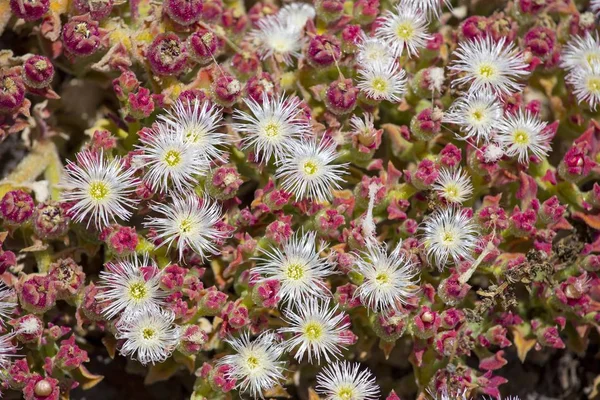 Ice Plant Crystalline Iceplant Mesembryanthemum Crystallinum Valle Gran Rey Gomera — Stock Photo, Image