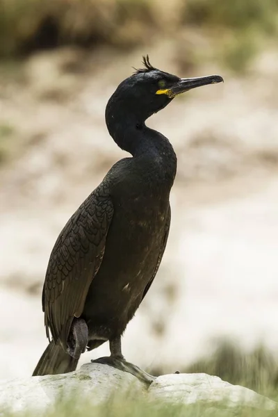 European Shag Phalacrocorax Aristotelis Farne Islands Northumberland England United Kingdom — Stock Photo, Image