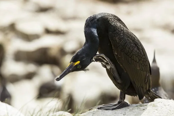 European Shag Phalacrocorax Aristotelis Farne Islands Northumberland England United Kingdom — Stock Photo, Image