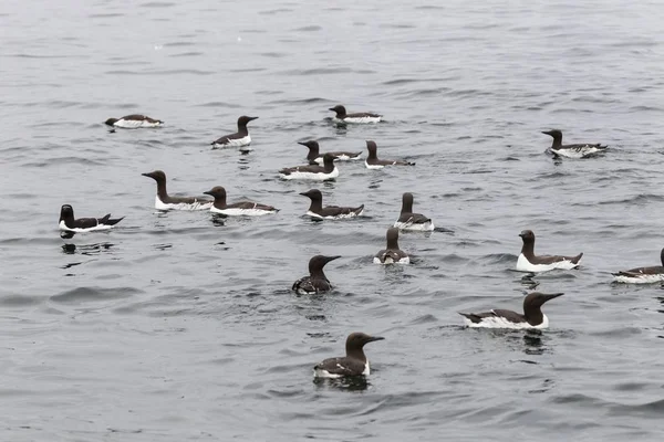 Common Guillemots Uria Aalge Νήσοι Φαρν Northumberland Αγγλία Ηνωμένο Βασίλειο — Φωτογραφία Αρχείου