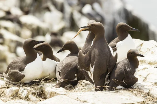 Common Guillemots Uria Aalge Νήσοι Φαρν Northumberland Αγγλία Ηνωμένο Βασίλειο — Φωτογραφία Αρχείου