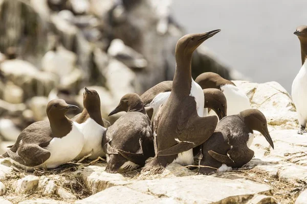 Common Guillemots Uria Aalge Νήσοι Φαρν Northumberland Αγγλία Ηνωμένο Βασίλειο — Φωτογραφία Αρχείου