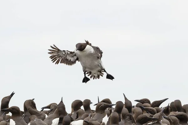 Gewone Zeekoeten Uria Aalge Farne Islands Northumberland Engeland Verenigd Koninkrijk — Stockfoto