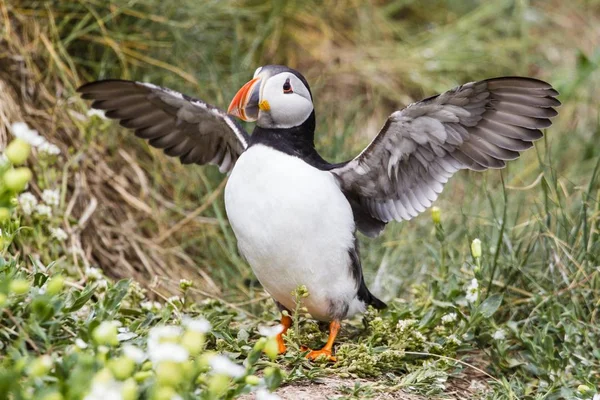 Papageitaucher Fratercula Arctica Farne Islands Northumberland England Vereinigtes Königreich Europa — Stockfoto