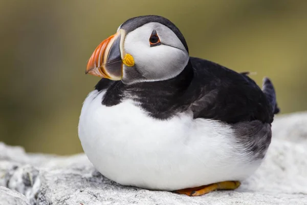 Puffin Fratercula Arctica Farneöarna Northumberland England Storbritannien Europa — Stockfoto