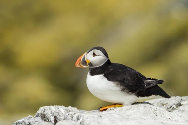 Puffin Fratercula Arctica Farne Islands Northumberland England United Kingdom Europe — 스톡 사진