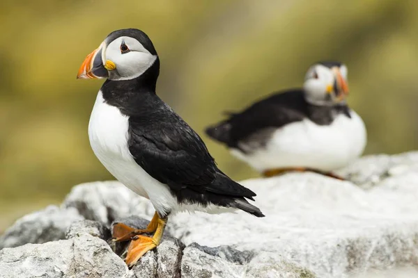 Papageitaucher Fratercula Arctica Farne Islands Northumberland England Vereinigtes Königreich Europa — Stockfoto