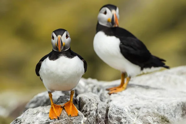 Macareux Fratercula Arctica Îles Farne Northumberland Angleterre Royaume Uni Europe — Photo