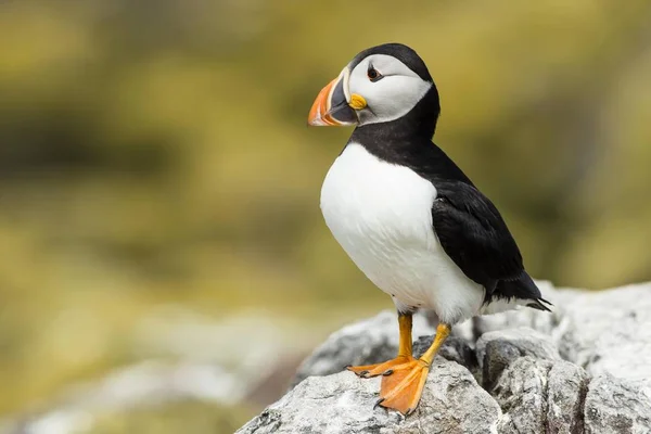 Puffin Fratercula Arctica Farne Islands Northumberland England United Kingdom Europe — 스톡 사진