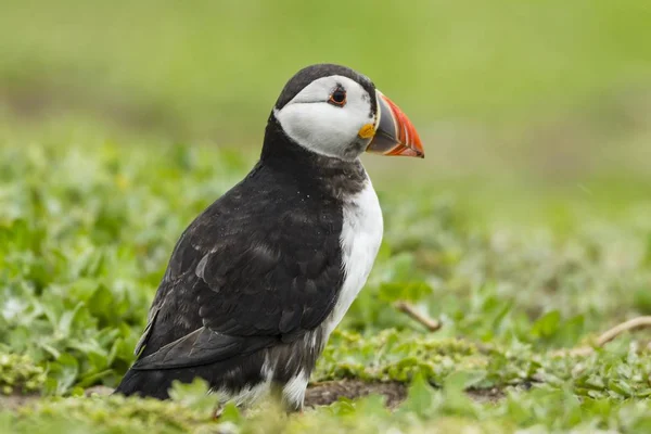 Puffin Fratercula Arctica Νήσοι Φαρν Northumberland Αγγλία Ηνωμένο Βασίλειο Ευρώπη — Φωτογραφία Αρχείου