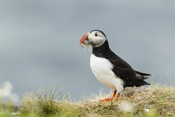 Puffin Fratercula Arctica Farne Islands Nortimberland England Europe — стокове фото