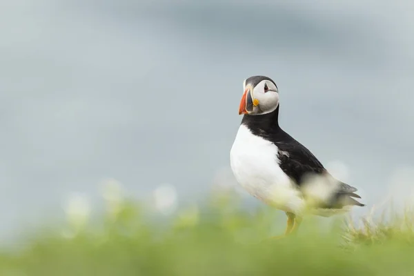 Puffin Fratercula Arctica Islas Farne Northumberland Inglaterra Reino Unido Europa — Foto de Stock