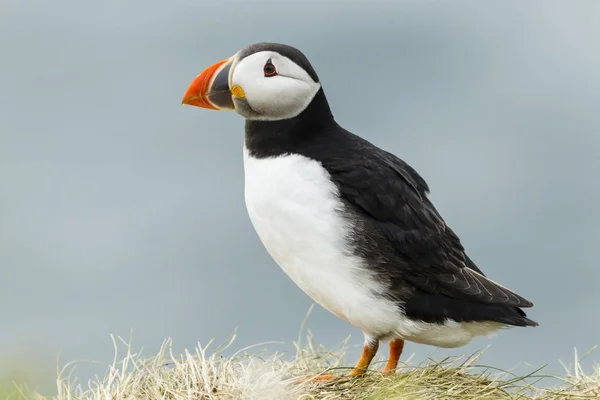 Puffin Fratercula Arctica Farne Islands Northumberland England United Kingdom Europe — 스톡 사진