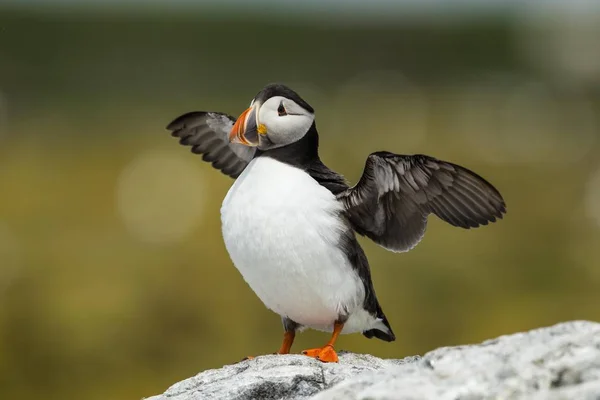 Puffin Fratercula Arctica Farne Islands Nortimberland England Europe — стокове фото