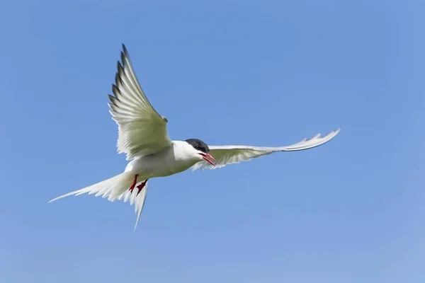 Common Tern Faba Hirundo Фарнские Острова Нортумберленд Англия Великобритания Европа — стоковое фото