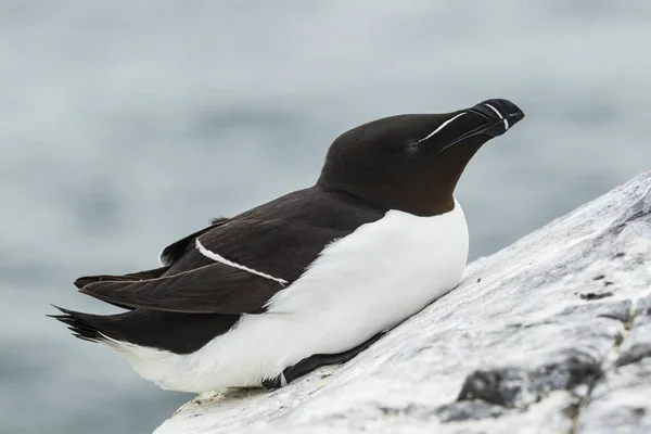 Razorbill Alca Torda Farne Szigetek Northumberland England Egyesült Királyság Európa — Stock Fotó