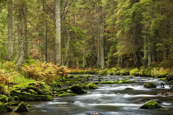 Groer Regen Flod Höst Bayerska Skogen Nationalpark Bayern Tyskland Europa — Stockfoto