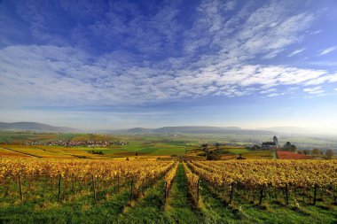 Vineyards in autumn with views of the Klettgau, cirrocumulus clouds in the sky, Oberhallau, Hallau, Klettgau, Canton of Schaffhausen, Switzerland, Europe clipart