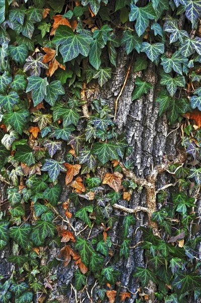 Efeu Hedera Helix Auf Baumrinde Deutschland Europa — Stockfoto