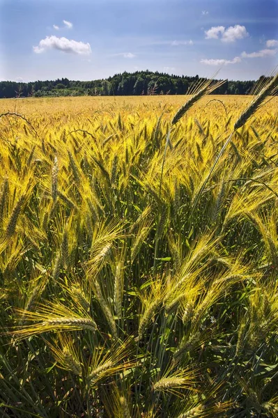 Πεδίο Barley Βαυαρία Γερμανία Ευρώπη — Φωτογραφία Αρχείου