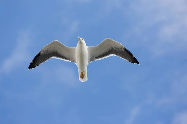 Gaviota Patas Amarillas Larus Michahellis Vuelo Portugal Europa — Foto de Stock