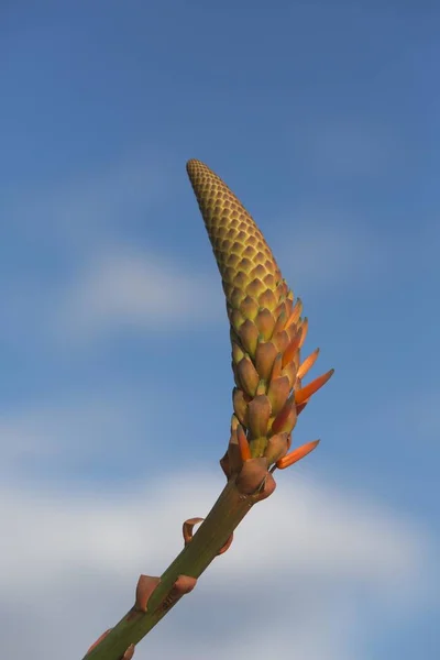 Aloe Vera Aloe Vera Inflorescence Portugal Europe — Stock Photo, Image