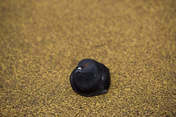 Black Dove Columbidae Yellow Asphalt — Stock Photo, Image