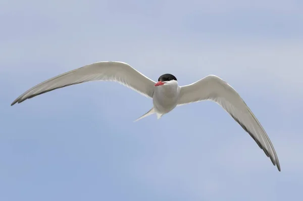 Arctische Stern Sterna Paradisaea Tijdens Vlucht Sleeswijk Holstein Duitsland Europa — Stockfoto