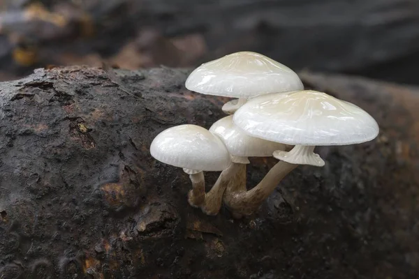 Falco Porcino Oudemansiella Mucida Cuerpos Frutales Madera Muerta Reserva Natural — Foto de Stock