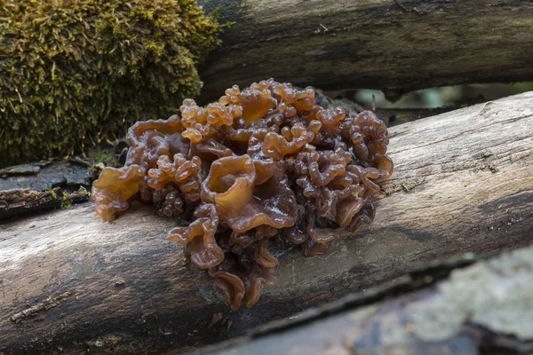 Leafy Brain Tremella Foliacea Fruiting Bodies Dead Wood Mnchbruch Nature — Stock Photo, Image