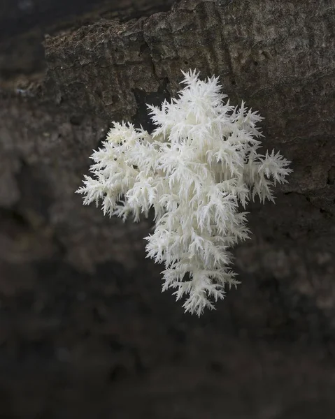 Coral Tooth Fungus Hericium Coralloides Rotting Beech Trunk Mnchbruch Nature —  Fotos de Stock