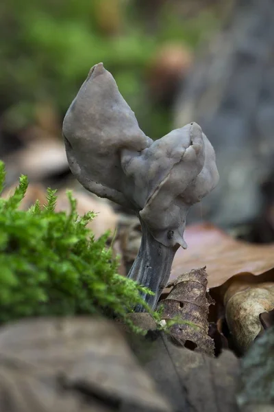 Slate Grey Saddle Helvella Lacunosa Mnchbruch Nature Reserve Hesse Germany — Stock Photo, Image