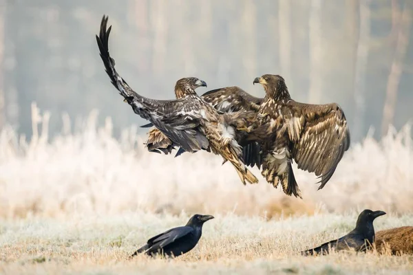 Dois Jovens Águia Haliaeetus Albicilla Lutando Com Corvos Corvus Corax — Fotografia de Stock