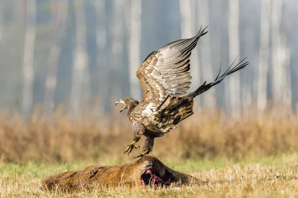 Young Eagle (Haliaeetus albicilla), landing on dead deer, Masuria, Poland, Europe