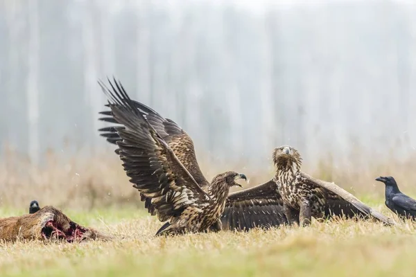 Dois Jovens Águia Haliaeetus Albicilla Lutando Chão Com Corvos Corvus — Fotografia de Stock
