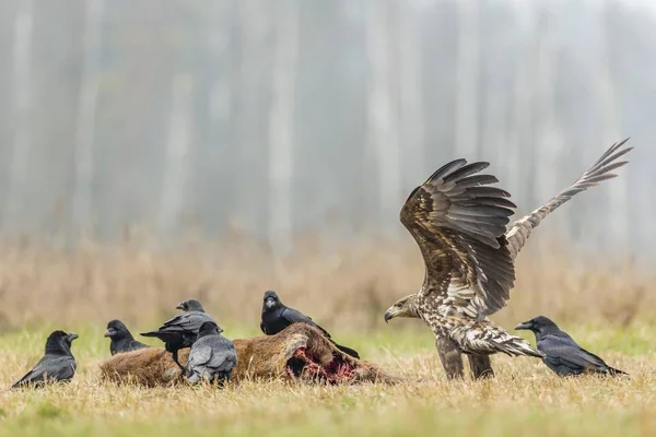Young Eagle Haliaeetus Albicilla Ravens Corvus Corax Dead Deer Masuria — Stock Photo, Image