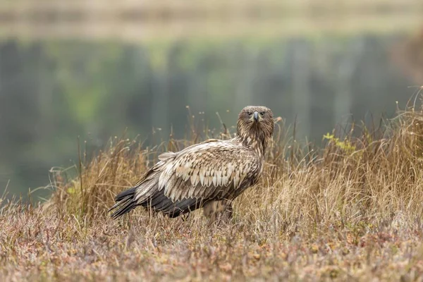 Młody Orzeł Haliaetus Albicilla Mazury Polska Europa — Zdjęcie stockowe