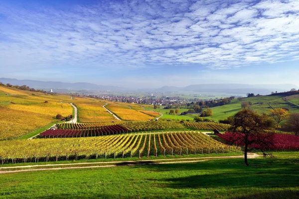 Vinhedos Outono Com Vista Para Klettgau Nuvens Cirrocumulus Céu Oberhallau — Fotografia de Stock