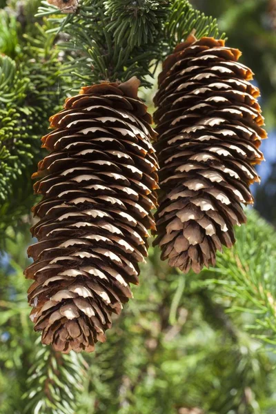 Spruce Cones Picea Abies Virgata — Stock Photo, Image