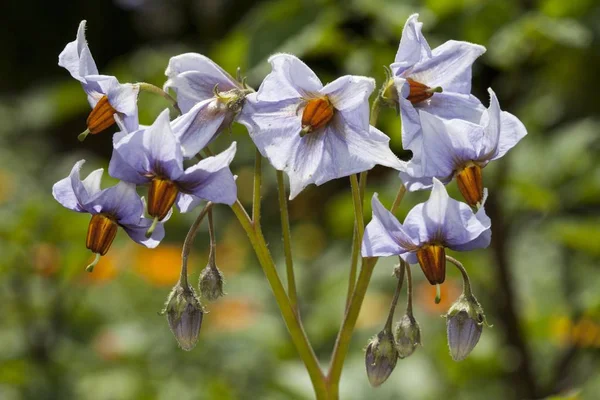 Flores Patata Solanum Tuberosum Cultivar Sueco Azul —  Fotos de Stock