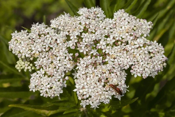 Dwarf Elder Sambucus Ebulus — Stock Photo, Image