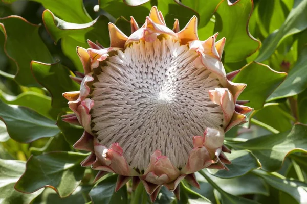 Rei Protea Protea Cynaroides Nativo África Sul — Fotografia de Stock